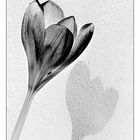 nur eine Blume mit Schatten