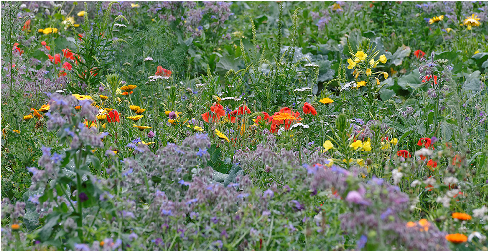 " nur " eine Blumenwiese