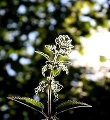 nur eine Brennnessel wie eine Rose