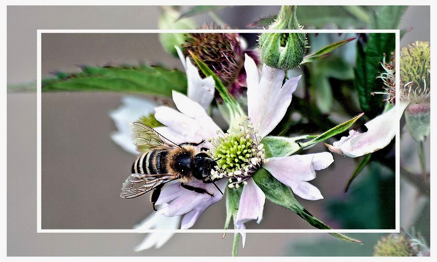 ... " nur " eine brombeer - blüte ...