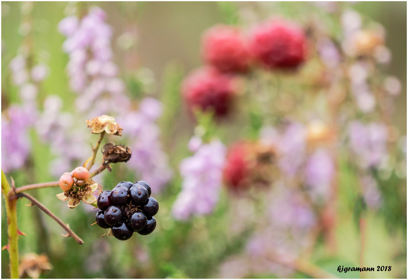 nur eine brombeere.....