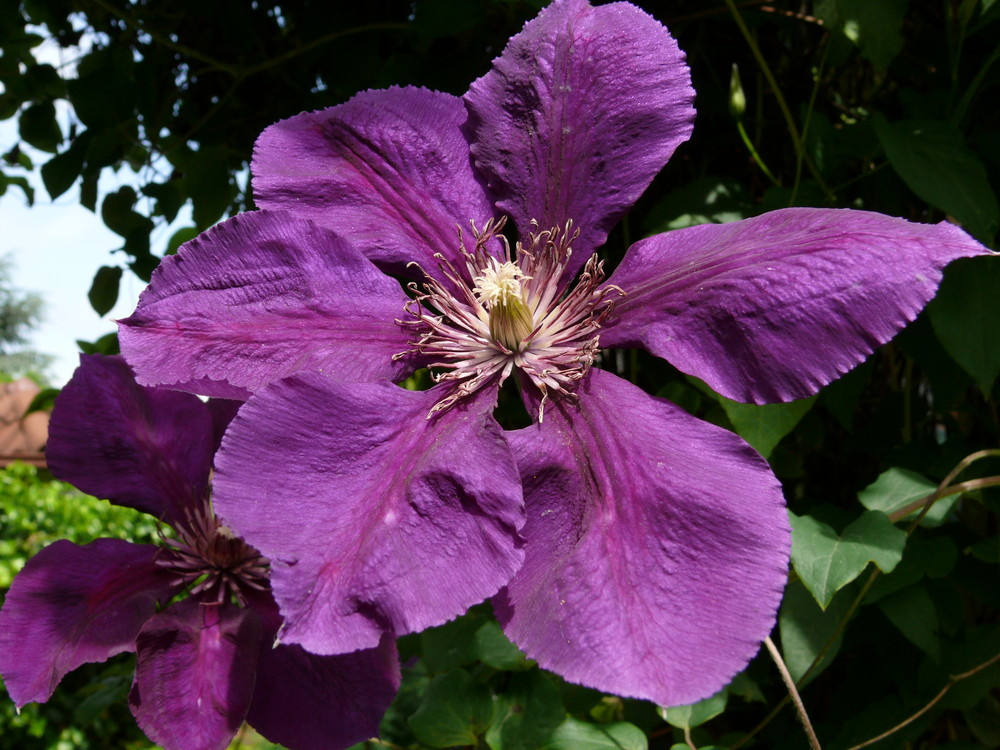 Nur eine Clematisblüte