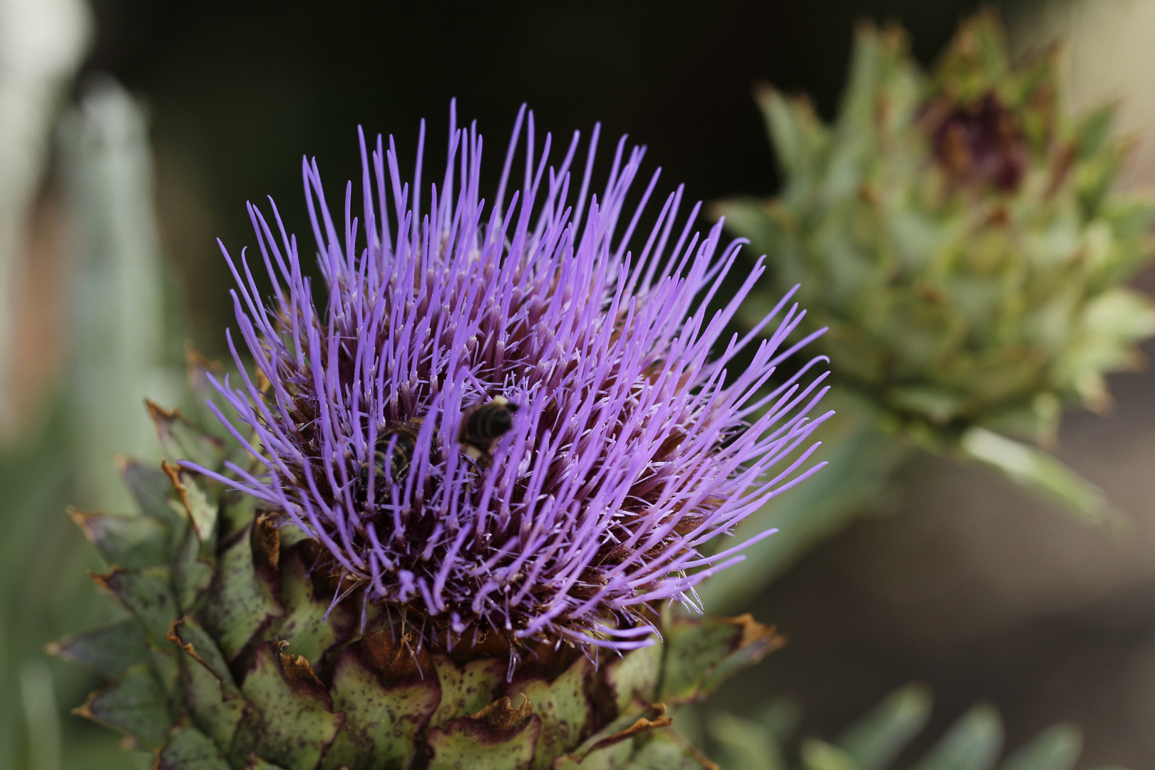 Nur eine Distel