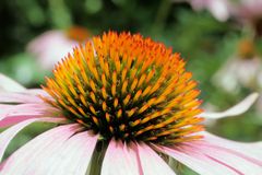 Nur eine Echinacea?