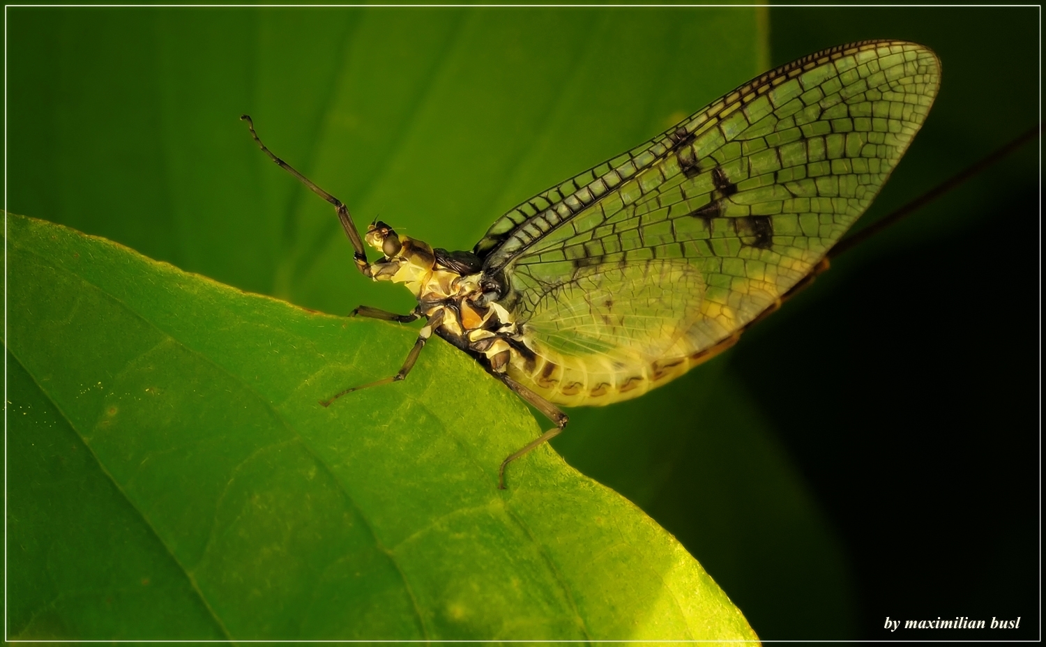 Nur eine Eintagsfliege