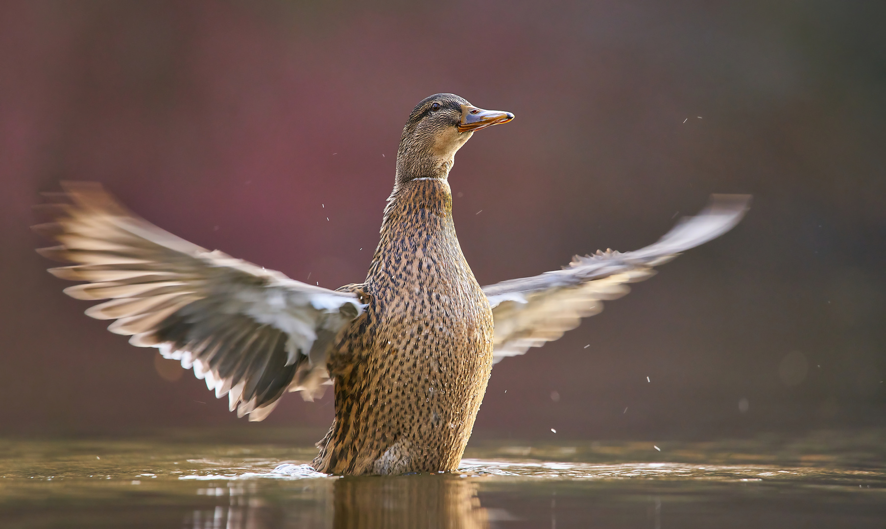 Nur eine Ente 