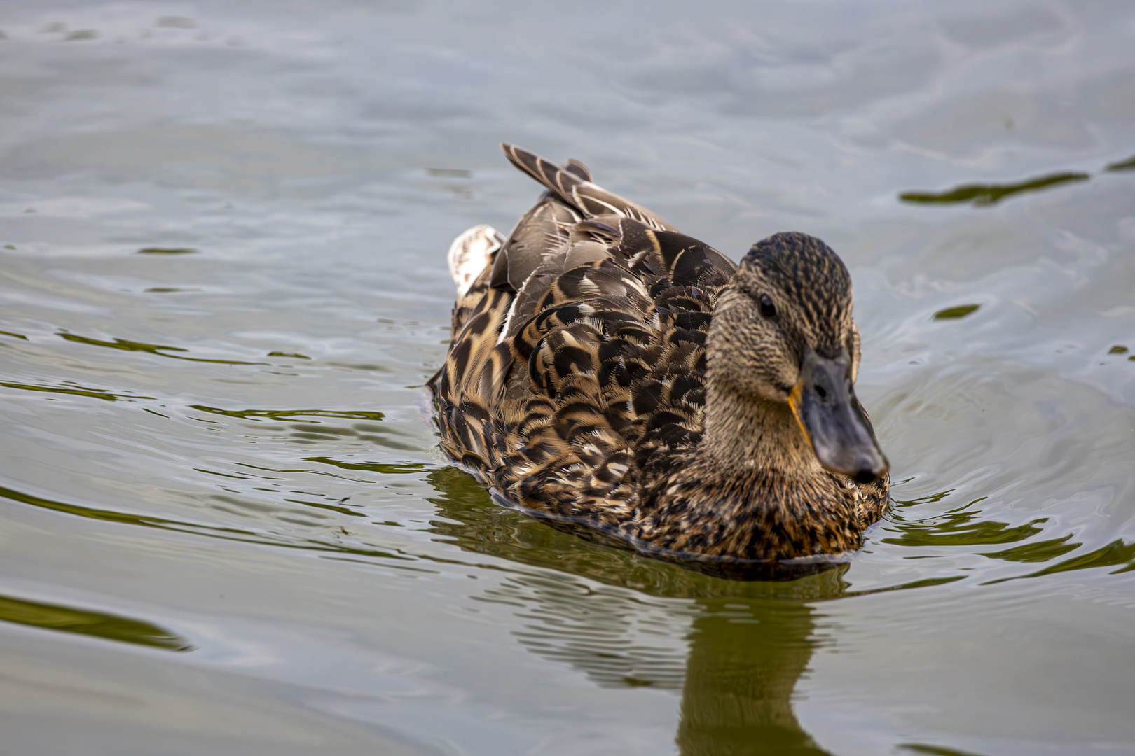 "nur" eine Ente