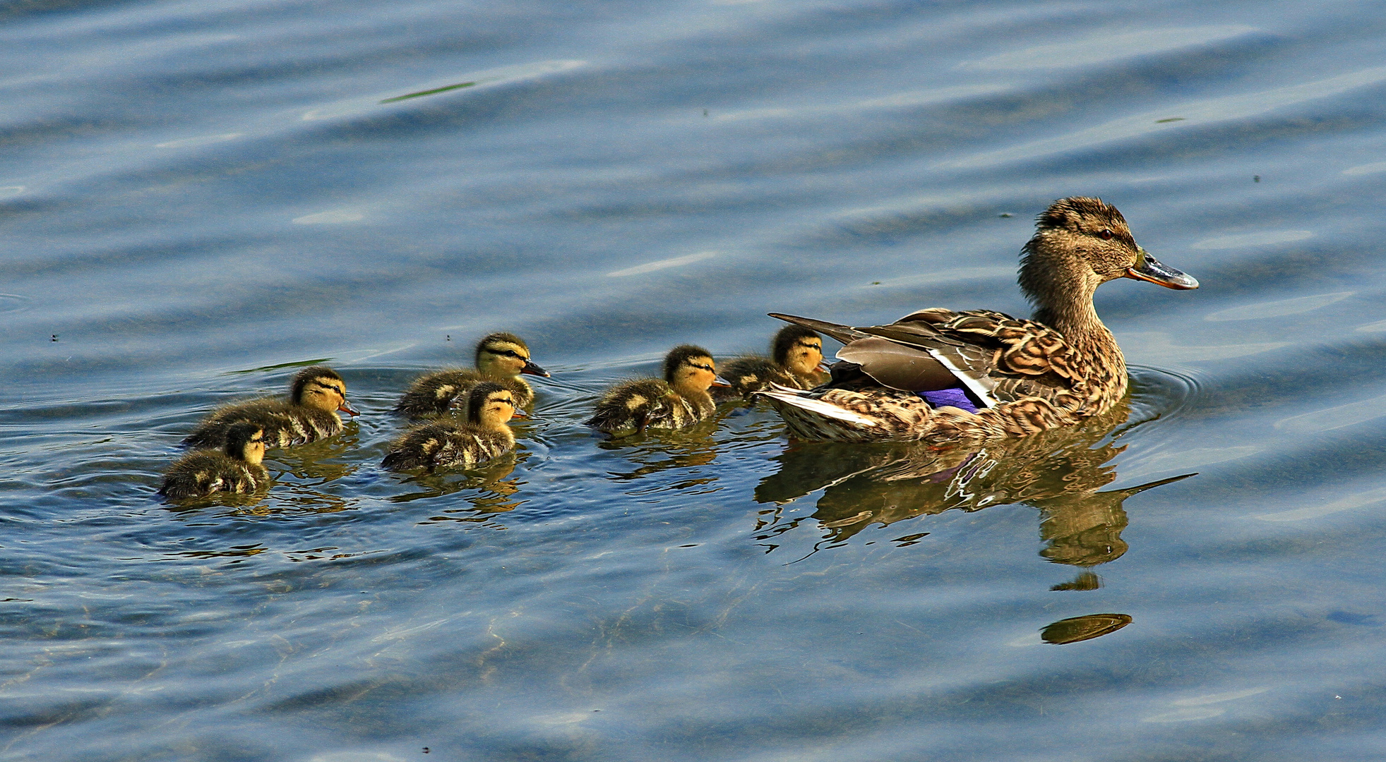 Nur eine Ente