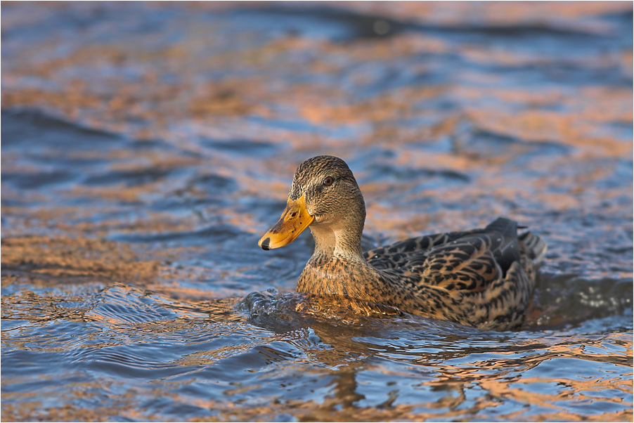 Nur eine Ente ...