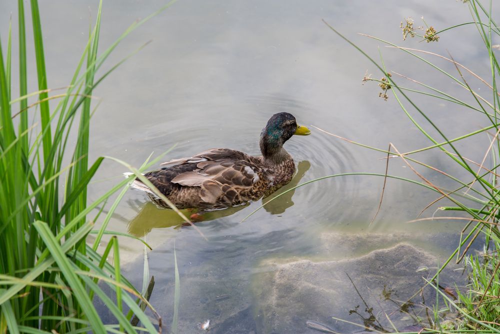 Nur eine Ente