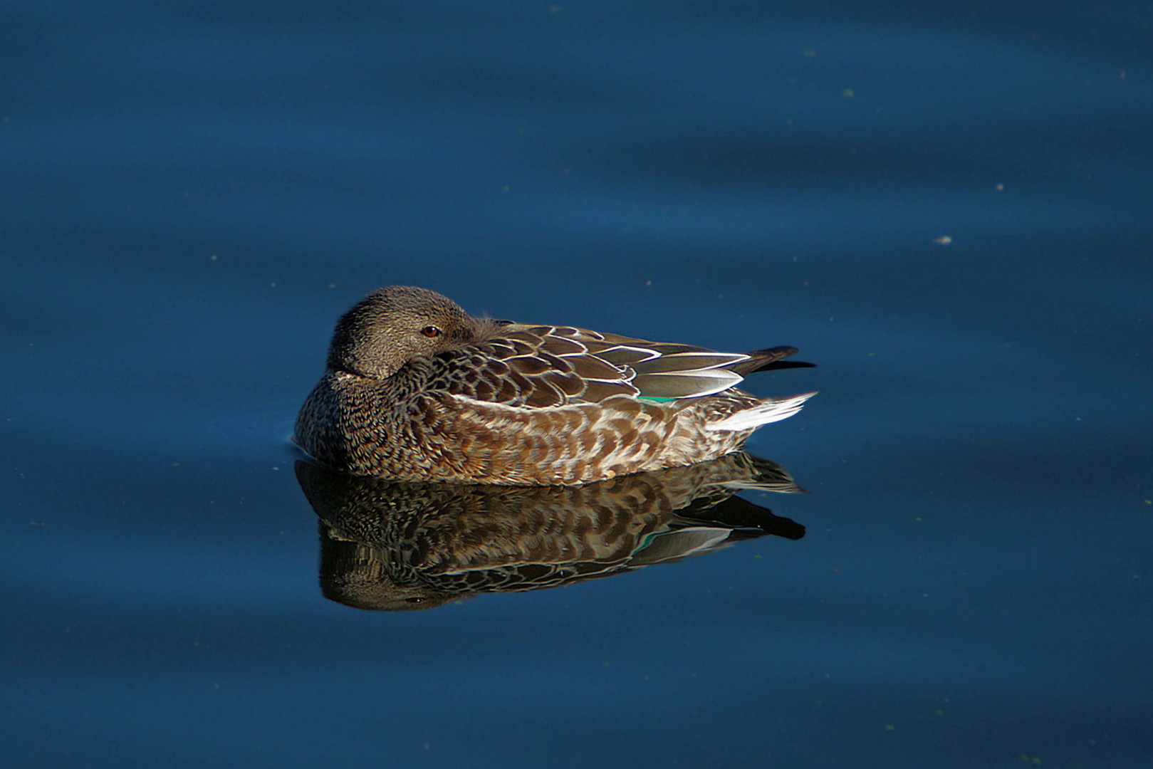 Nur eine Ente