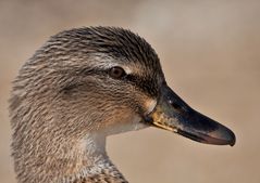 "Nur" eine Ente