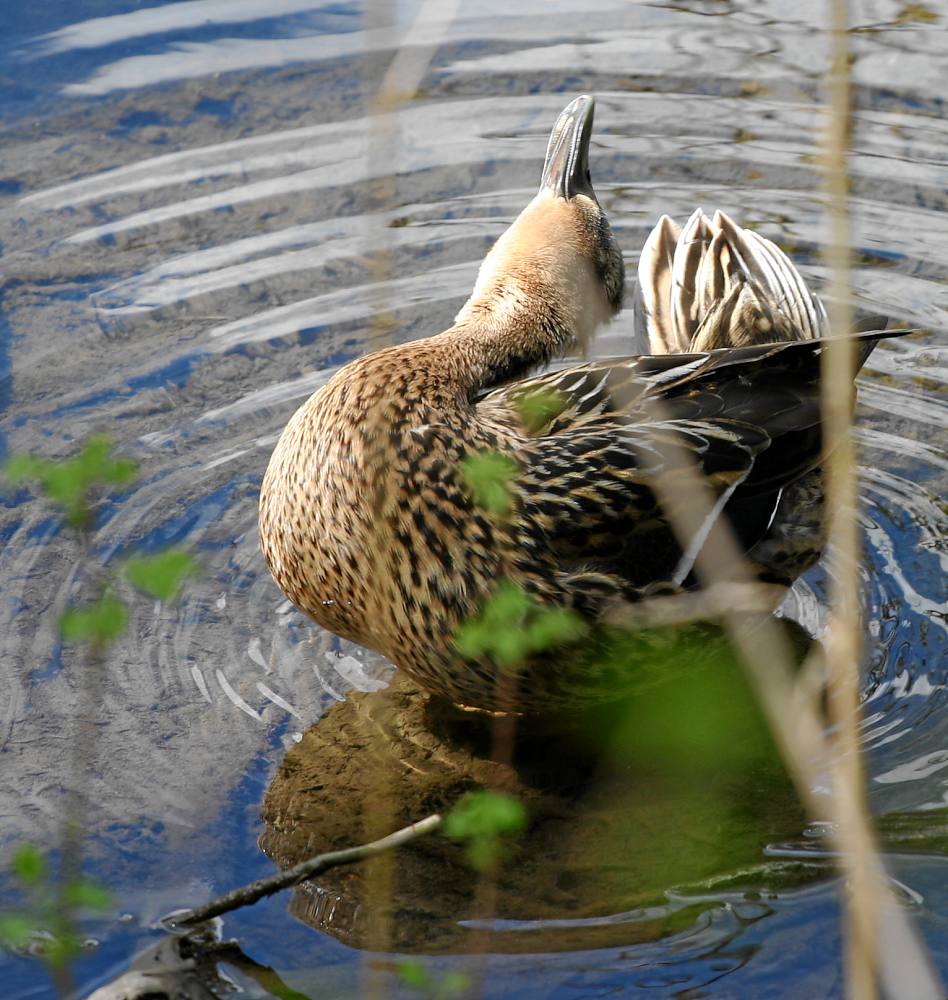 Nur eine Ente