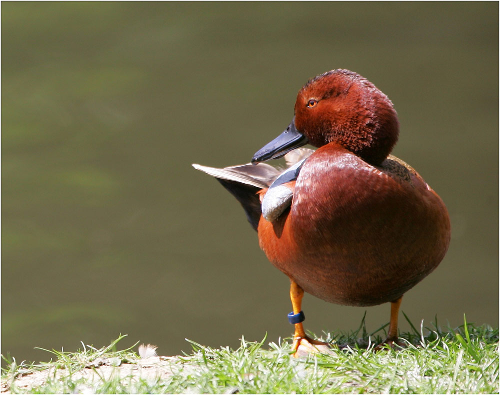 nur eine Ente