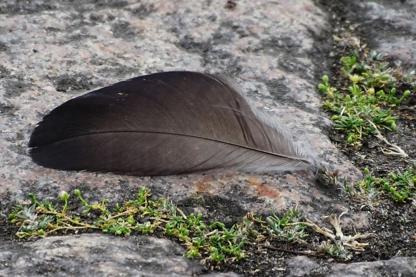 nur eine Feder im Wind  