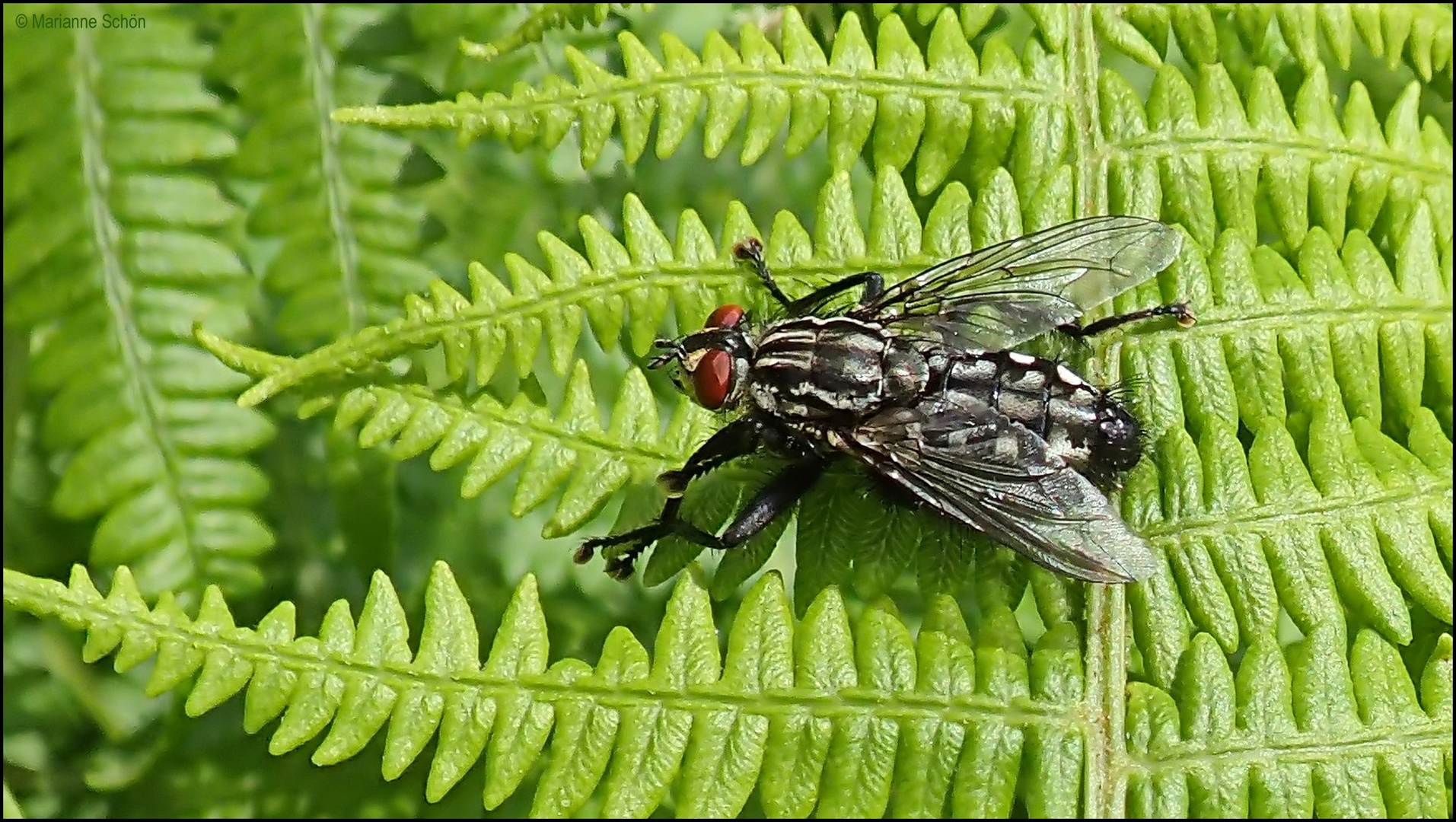 Nur eine Fliege...