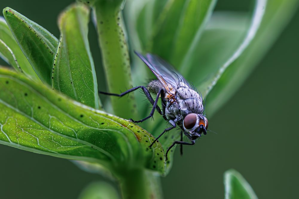 nur eine fliege