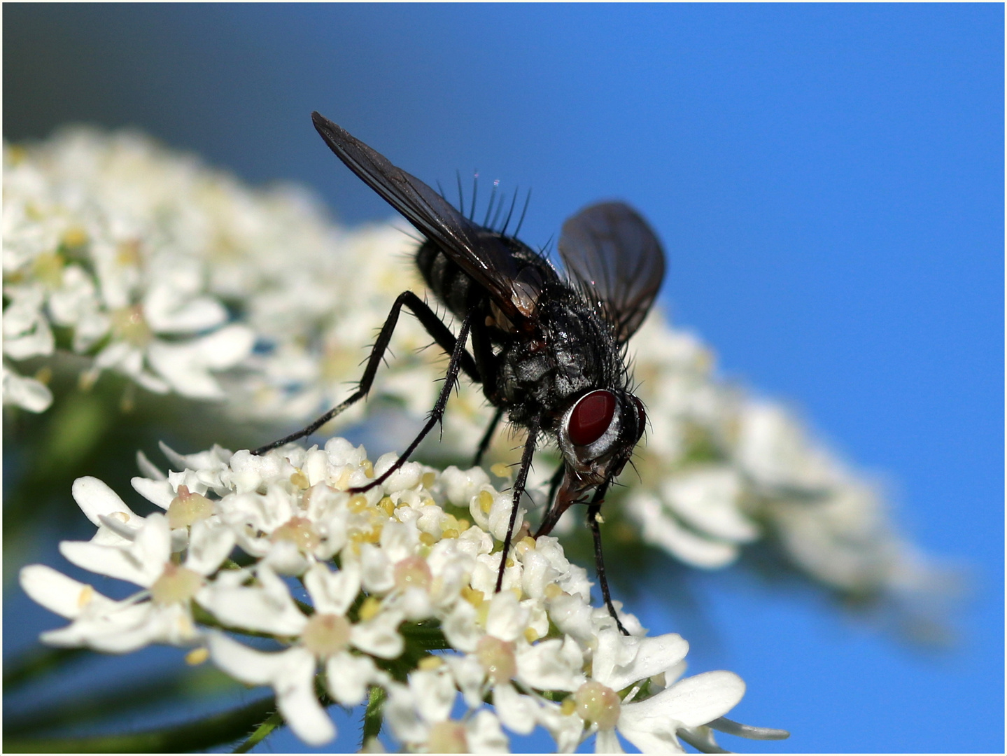 Nur eine Fliege...