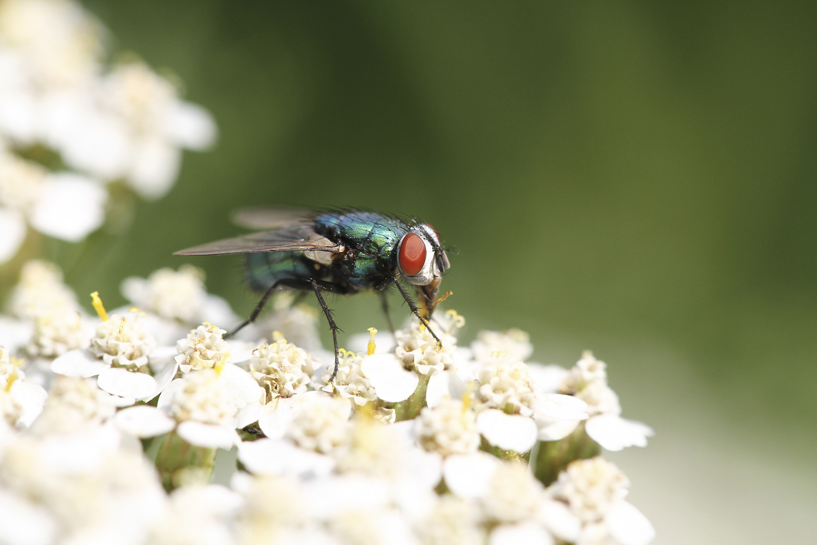 Nur eine Fliege