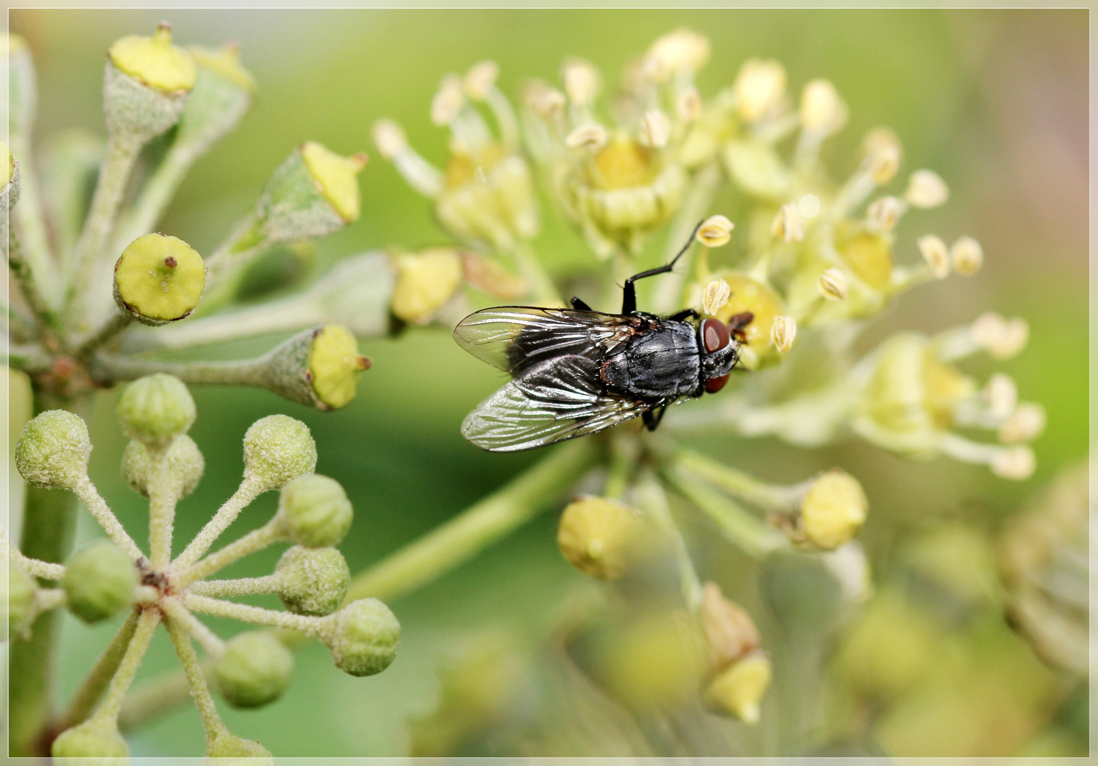 nur eine Fliege