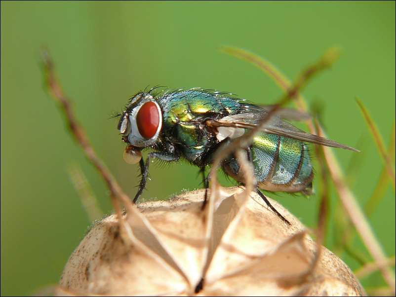 NUR EINE FLIEGE