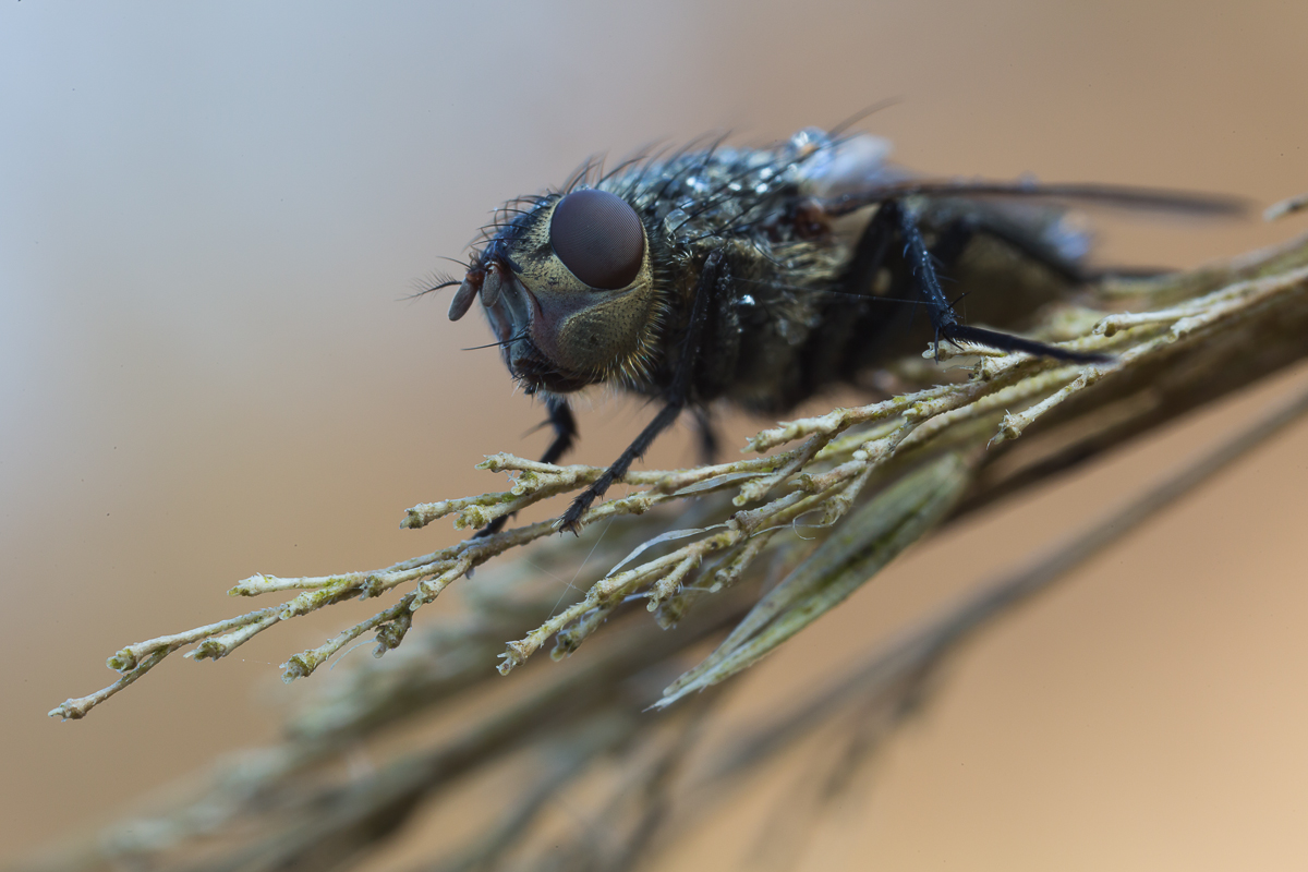 Nur eine Fliege...