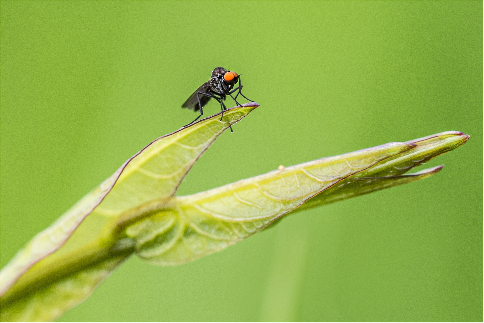 Nur eine Fliege..