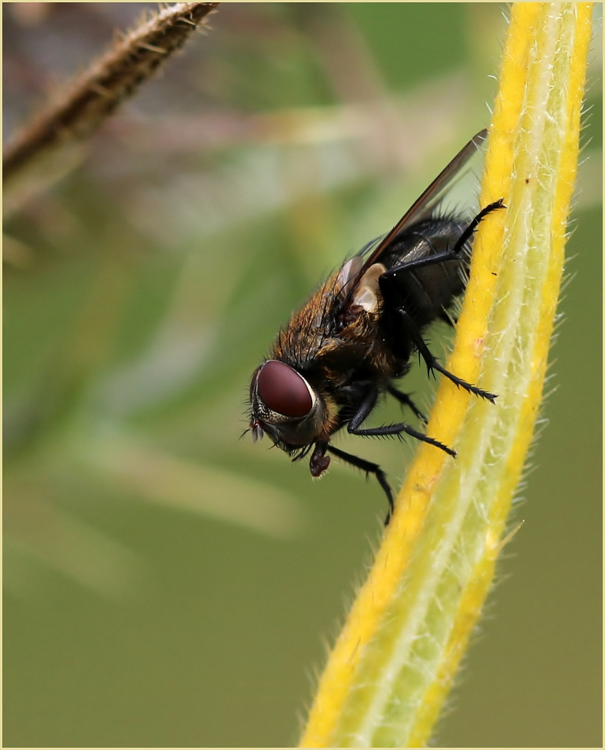 Nur eine Fliege.