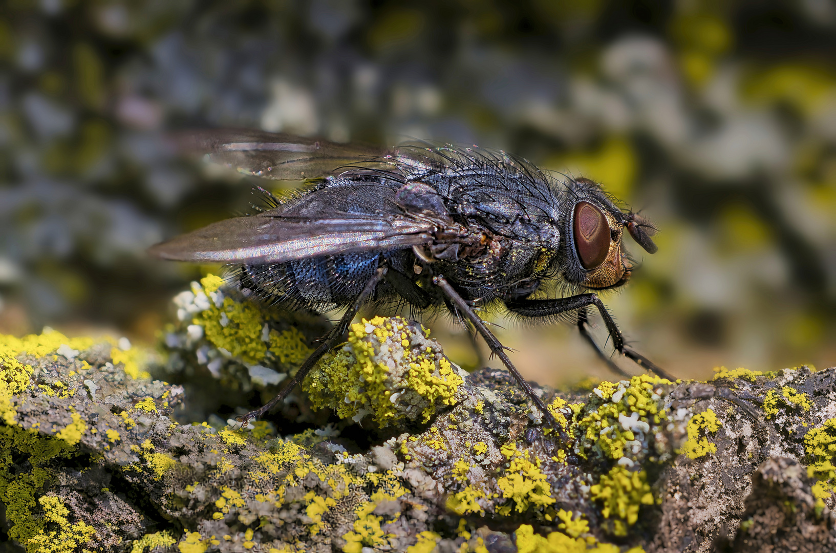 nur eine fliege 