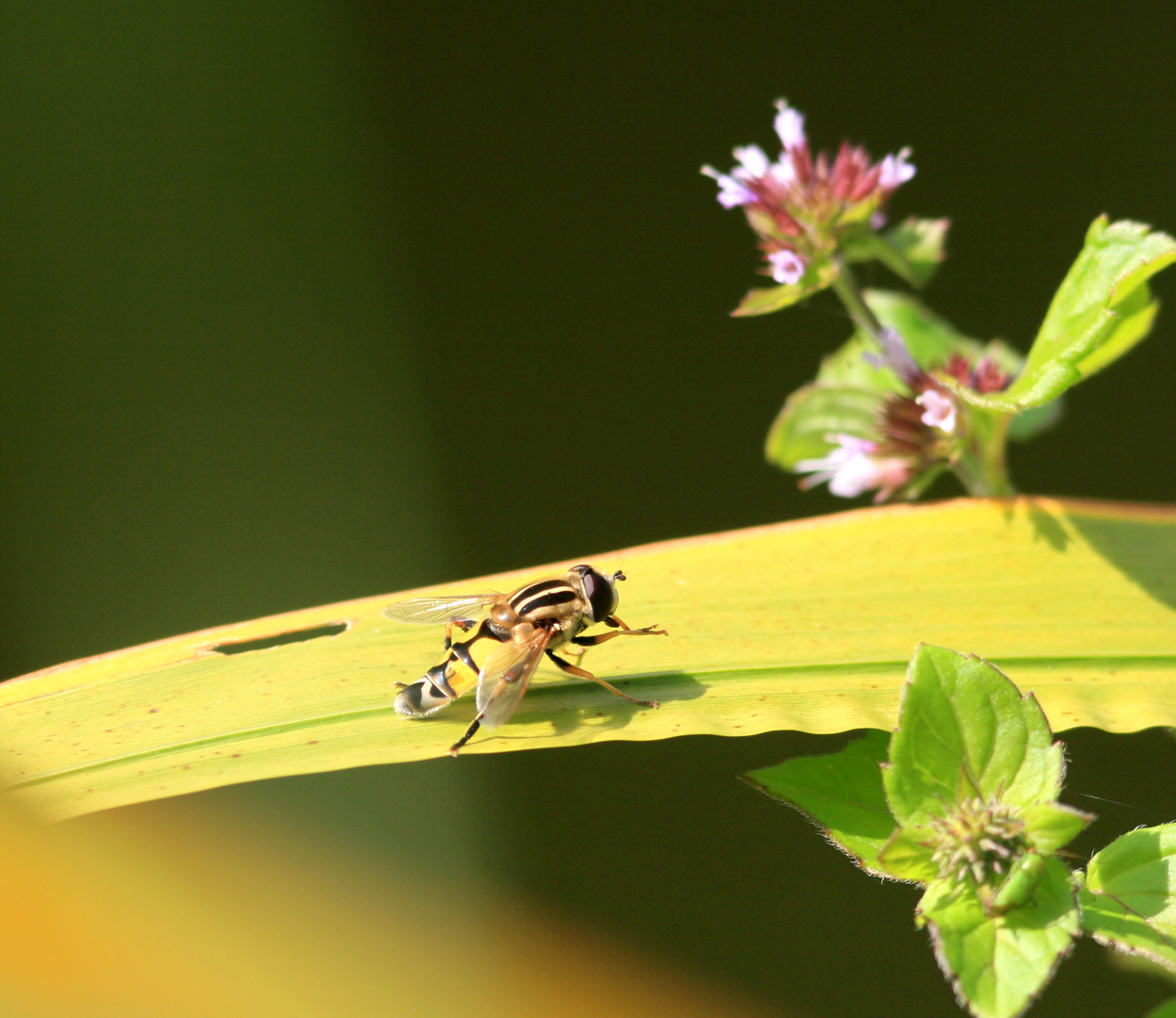 Nur eine Fliege