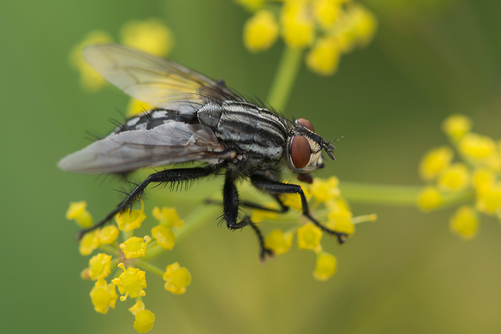 nur eine Fliege 