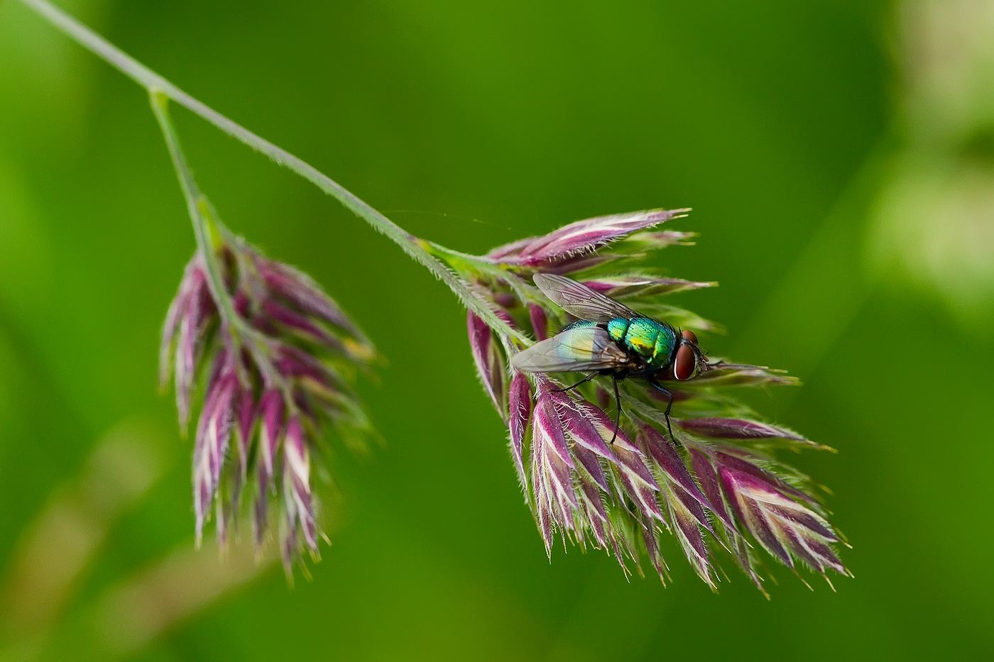 Nur eine Fliege