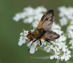 nur eine Fliege, aber eine hübsche