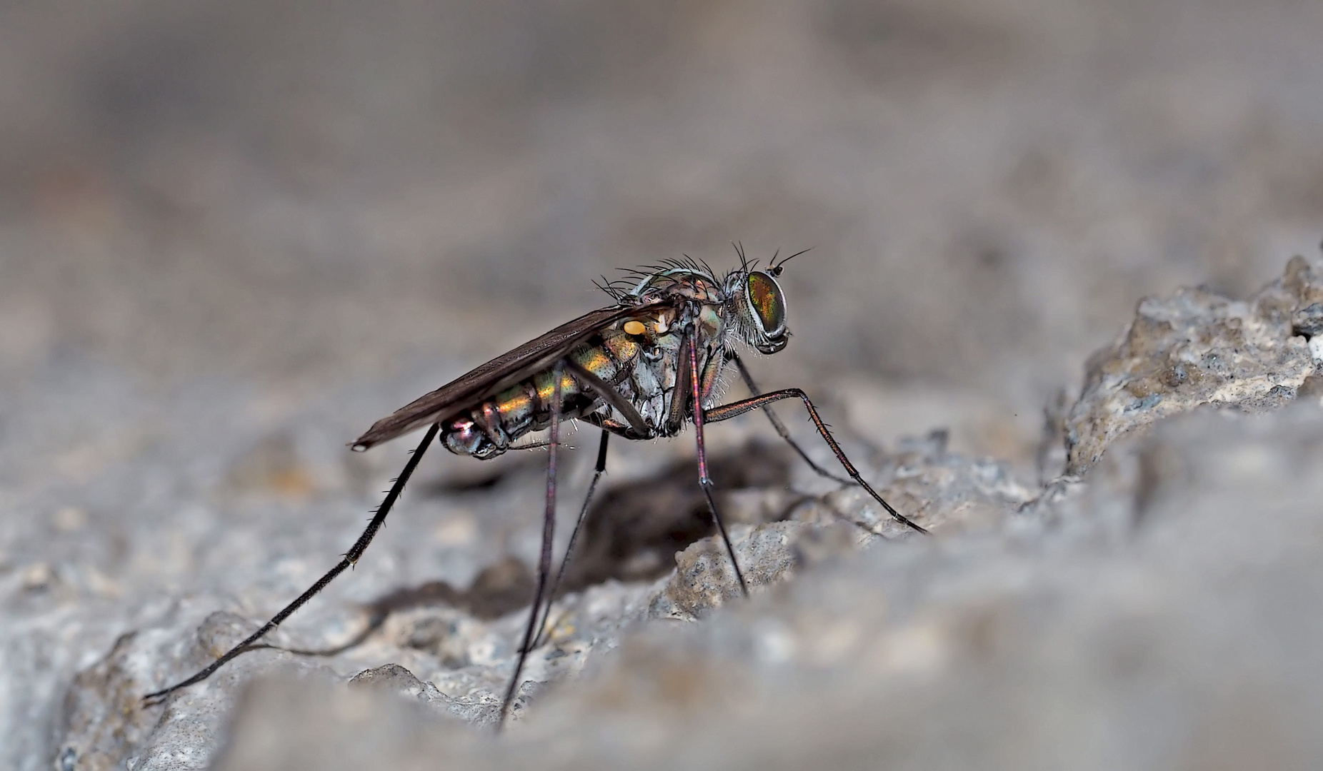 "Nur eine Fliege", aber schaut sie euch doch einmal näher an... - Ce n'est qu'une mouche, mais...