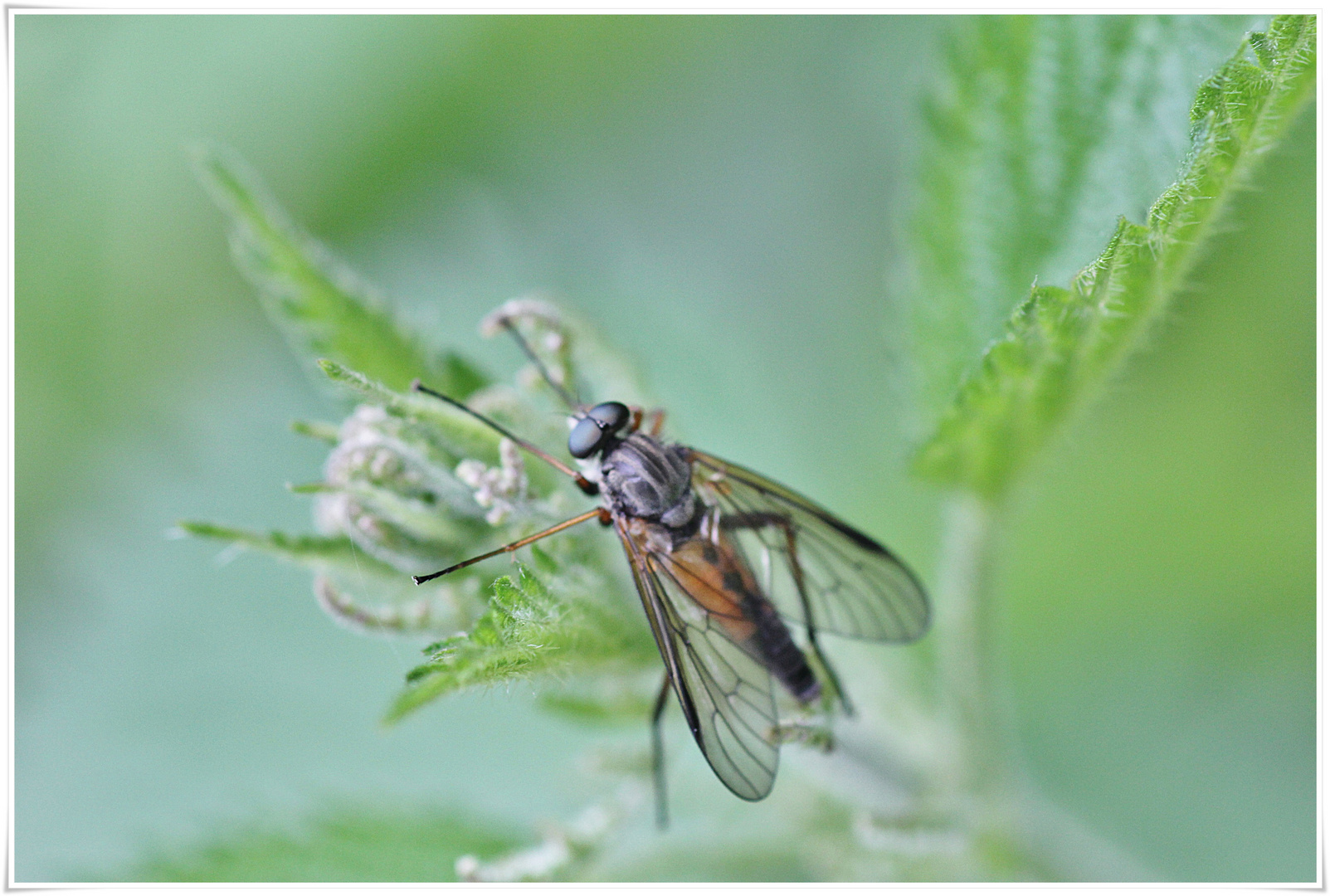 nur eine Fliege