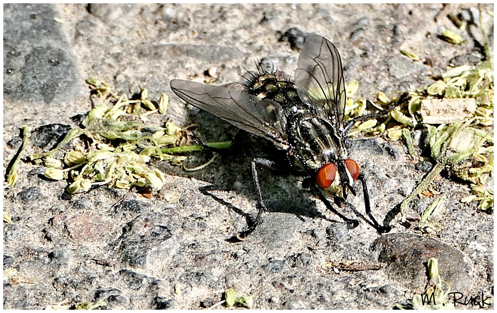 Nur eine Fliege auf dem Weg 