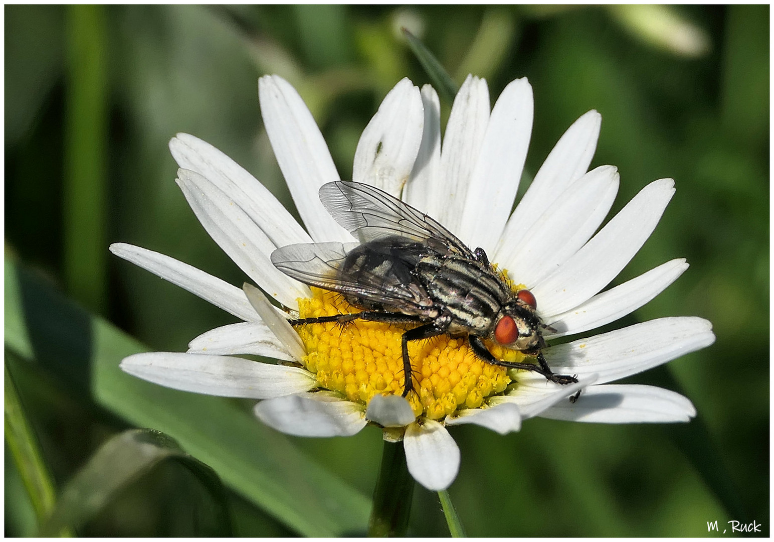 Nur eine Fliege auf einer Blüte 