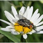 Nur eine Fliege auf einer Blüte 