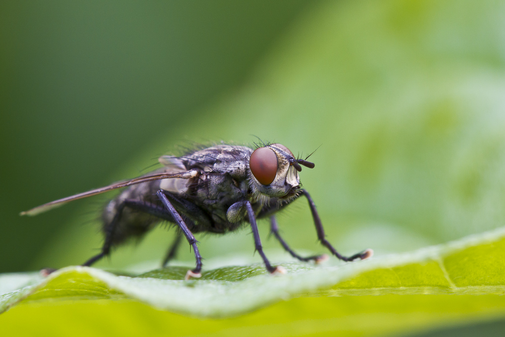 Nur eine Fliege