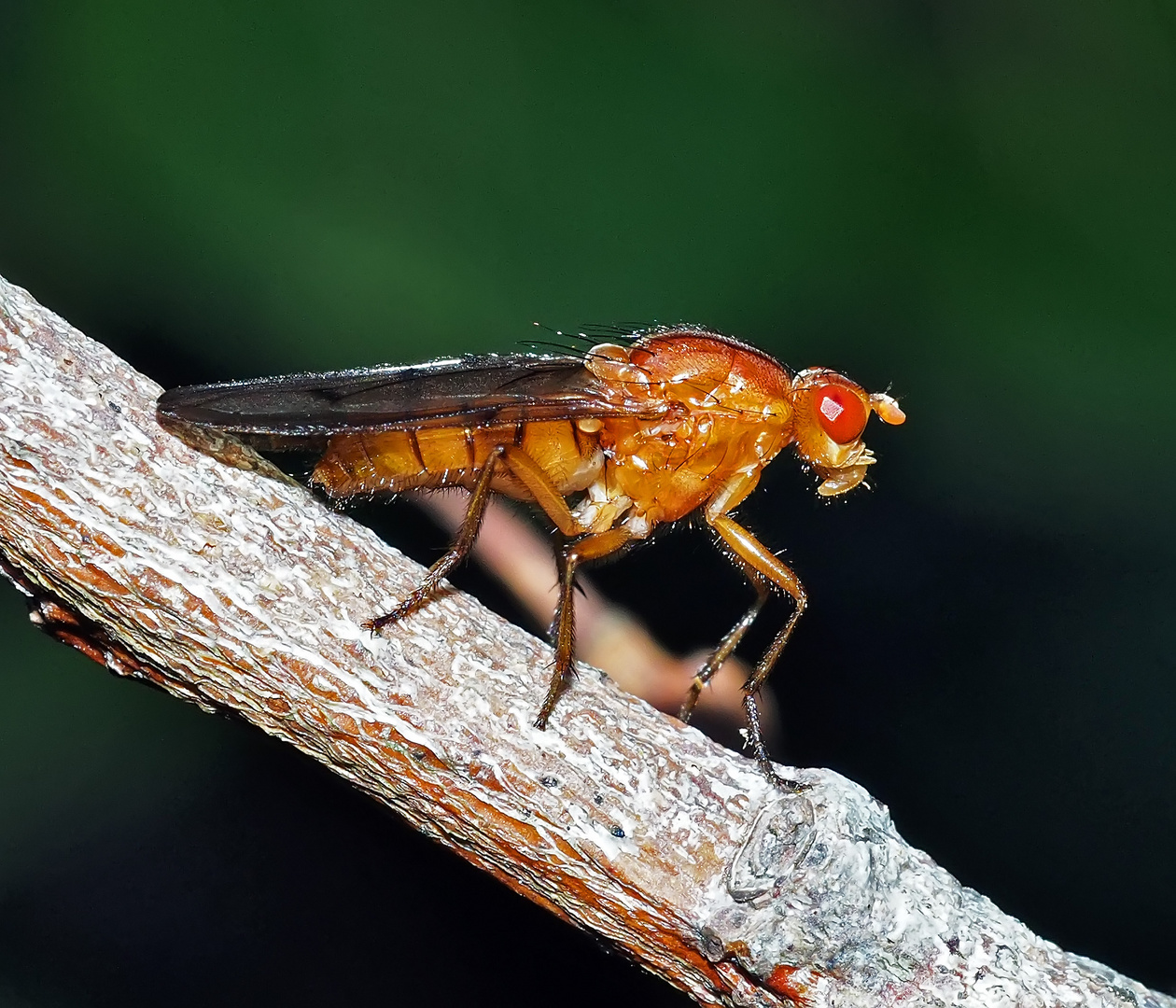 "Nur" eine Fliege, eine Baumfliege (Neuroctena anilis) *