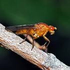 "Nur" eine Fliege, eine Baumfliege (Neuroctena anilis) *