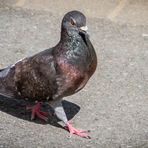 "Nur eine ganz normale Taube" - aber mit stolzem Gang