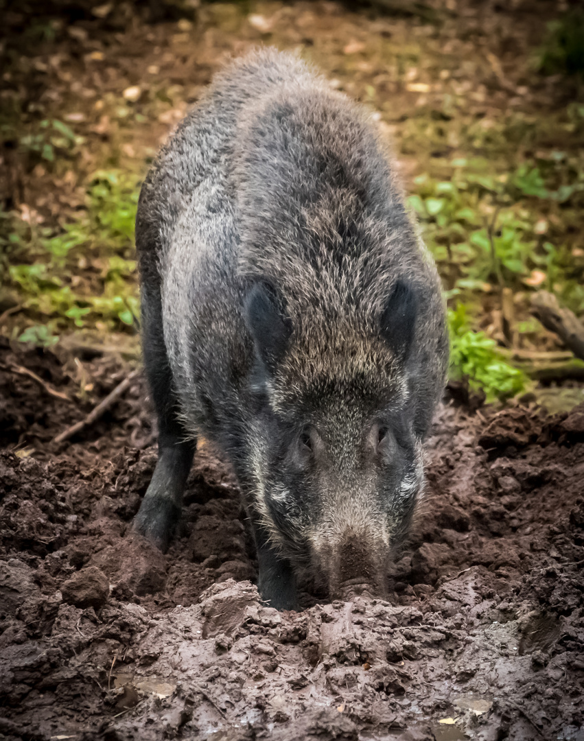 Nur eine Gehege - Wildsau und nicht Wildlife mit ISO 6400