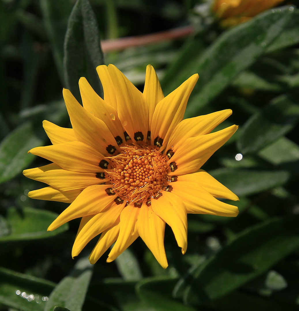 Nur eine gelbe Blüte