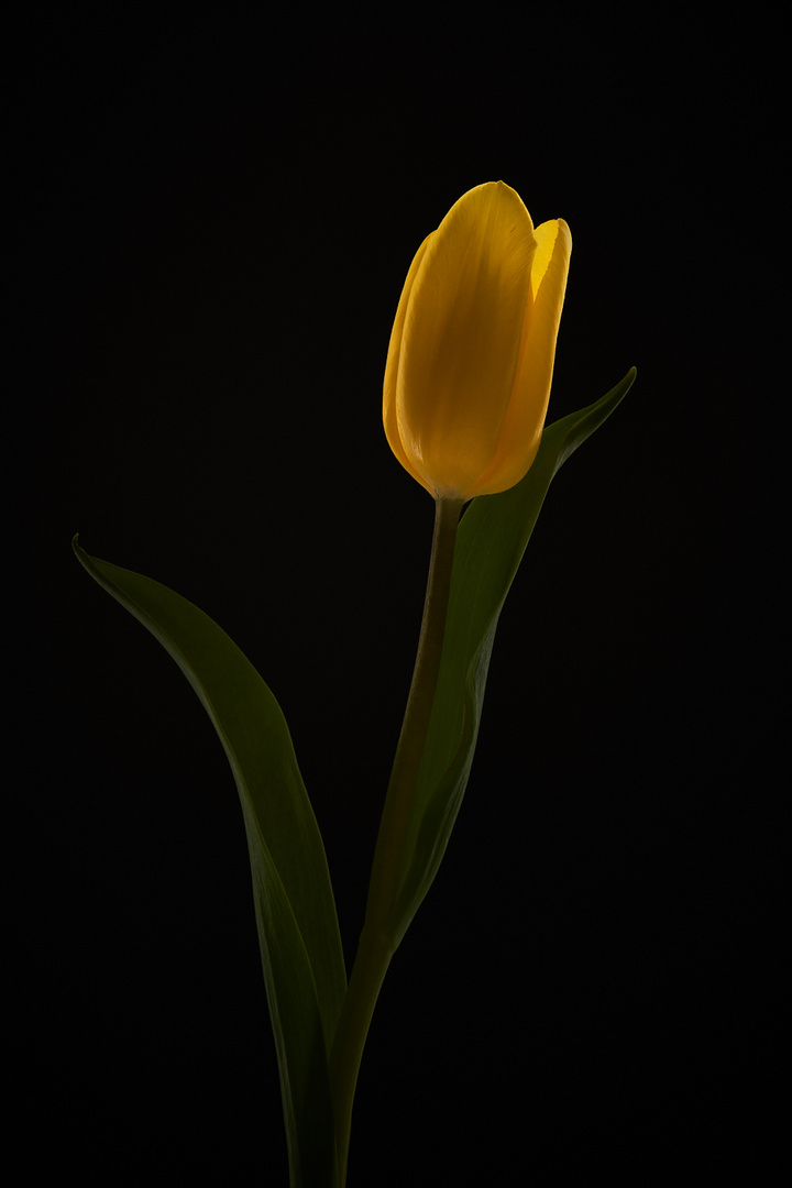 Nur eine gelbe Tulpe #1 - RELOADED