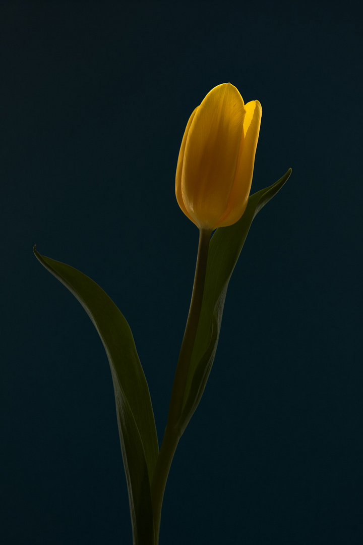 Nur eine gelbe Tulpe #2