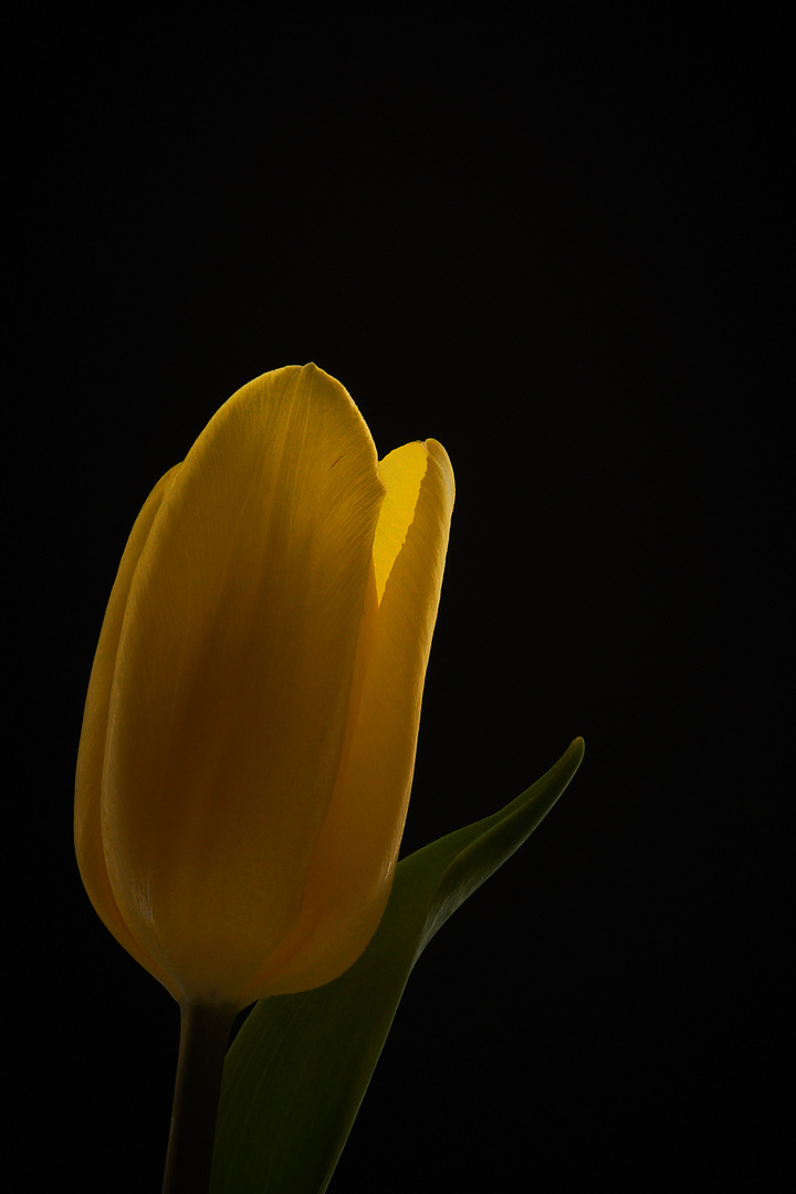 Nur eine gelbe Tulpe #3