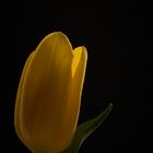 Nur eine gelbe Tulpe #3