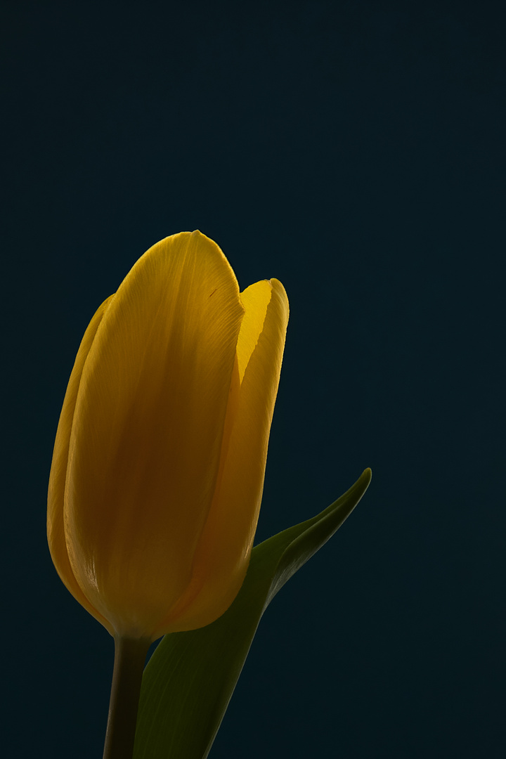 Nur eine gelbe Tulpe #4