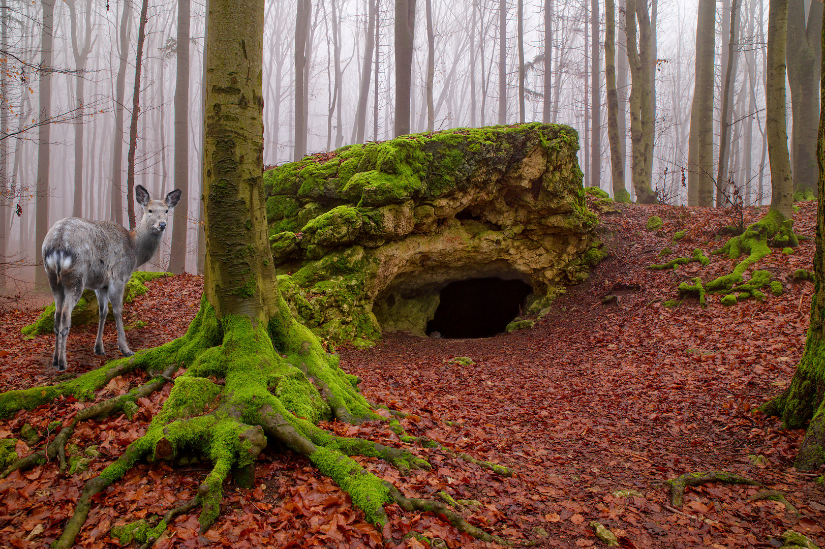 nur eine Hohle im Wald